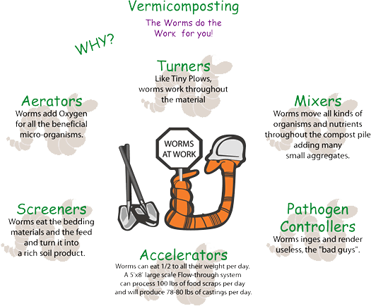complete vermicompostig process explained ghrafically 
